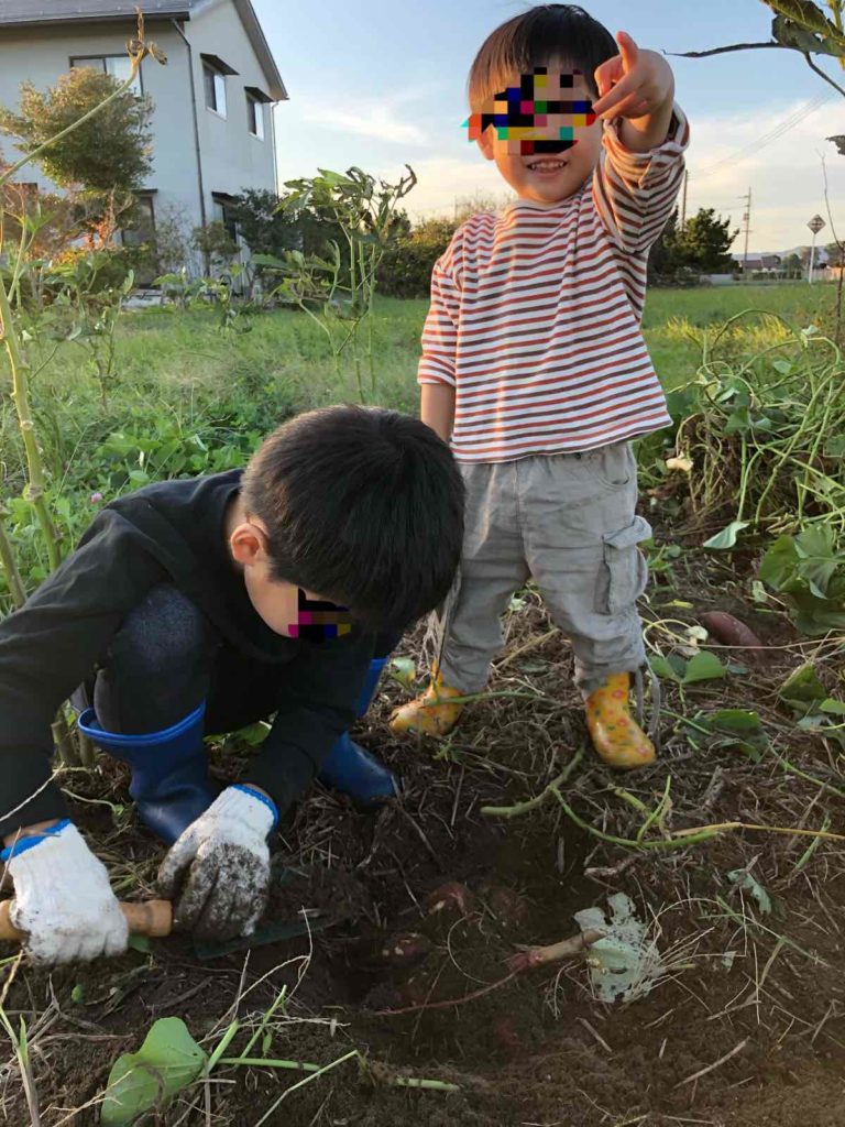 芋掘りする子どもたち