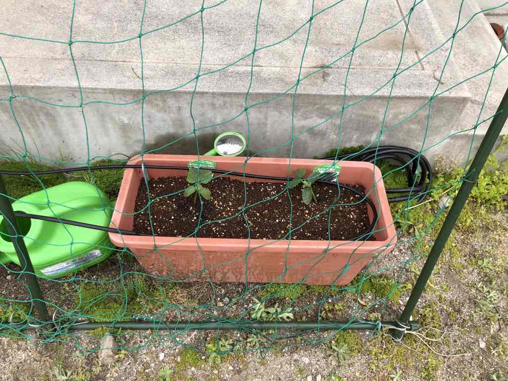 キュウリの苗とパッションフルーツの植え替え ツムギライフ
