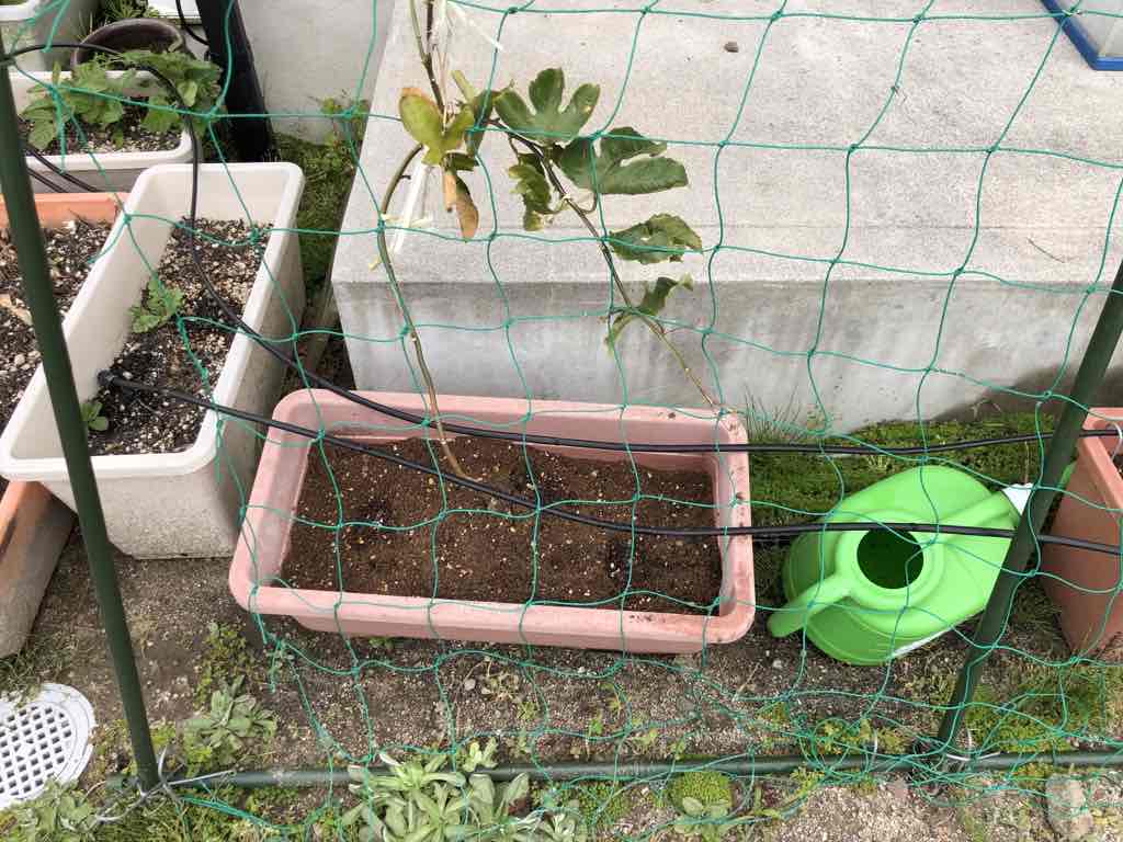 キュウリの苗とパッションフルーツの植え替え ツムギライフ